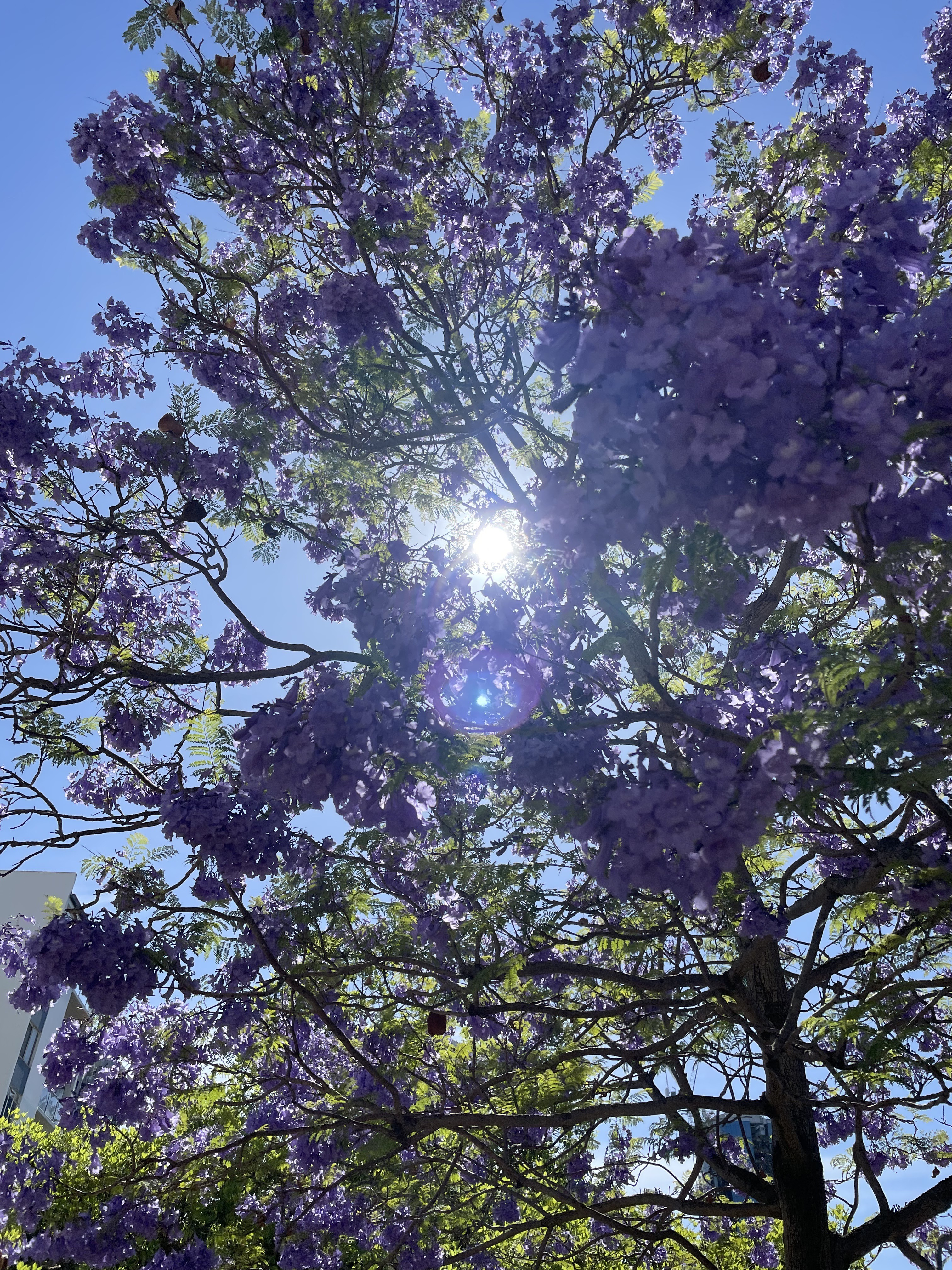 オーストラリアの春を象徴する紫色のジャカランダの花。10〜11月にかけて街中に咲き誇る