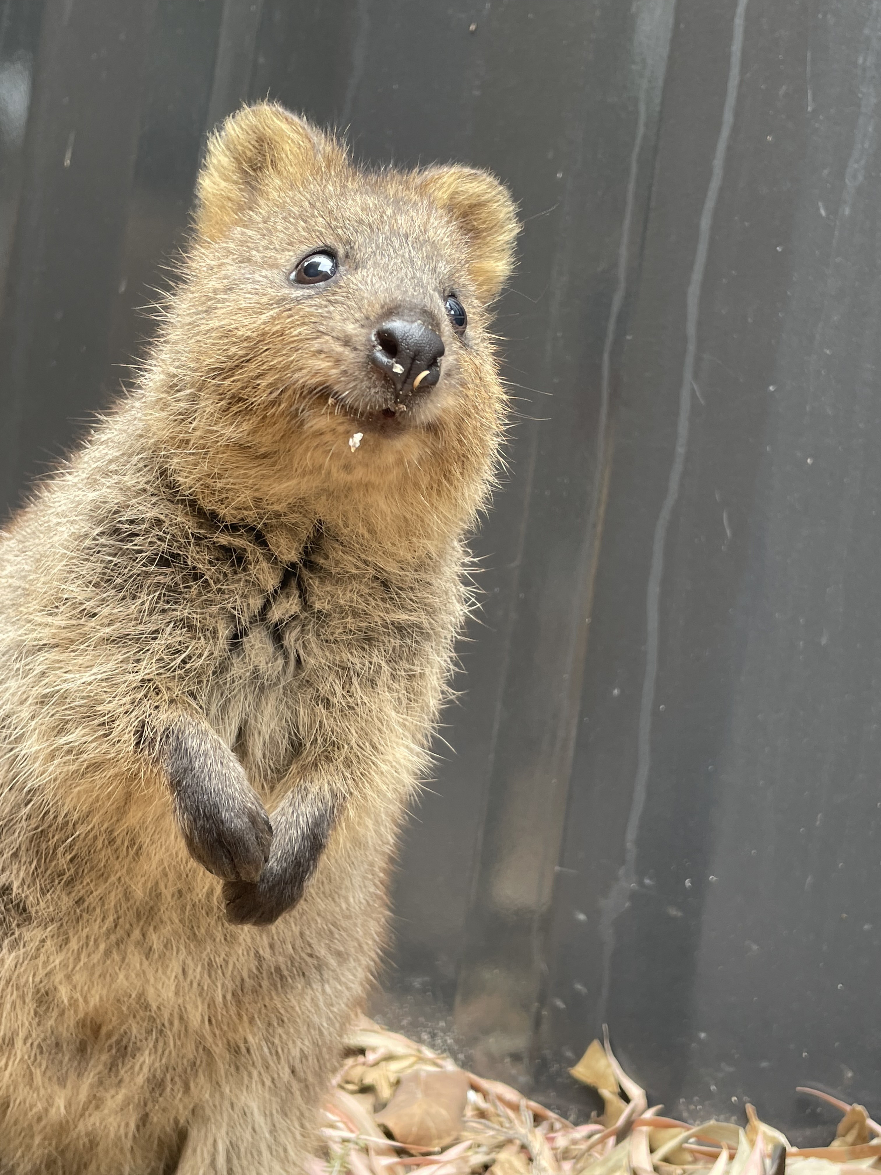 ロットネスト島で出会ったクオッカ。「世界一幸せな動物」と呼ばれる固有種